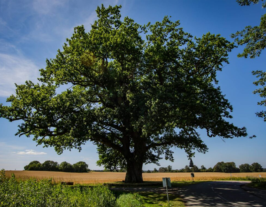 Bed & Breakfast 6 Hovedbygningen-8