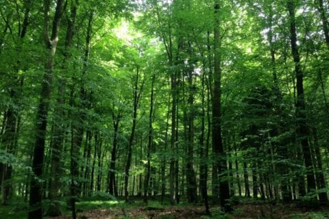 Skoven rundt om Sonnerupgaard