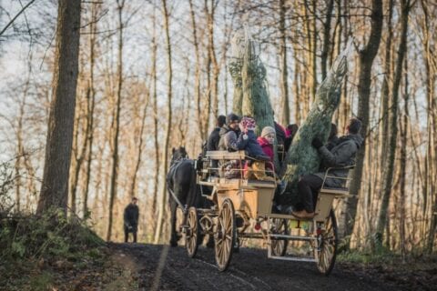 Familie på karet med juletræer trukket af hest til julearrangement