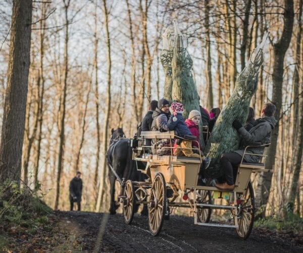 Familie på karet med juletræer trukket af hest til julearrangement